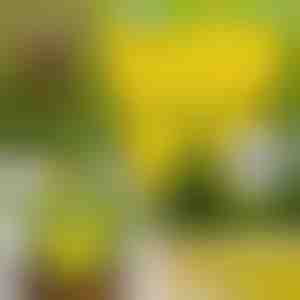 Lipīgi mušu slazdi (10 gab.) | BUGILURE