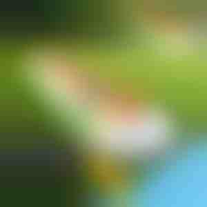 Piepūšamais ūdens slidkalniņš (465x80cm) | REEFLY