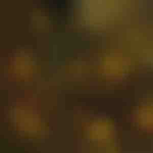 Ziemassvētku eglīšu lampiņas | IZIGLOW