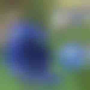 Regulējamas atstarojošās siksnas un pavadas | LEASHNGO